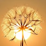 Vitamin D3 prevents an autoimmune disease