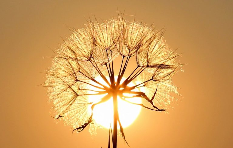 Vitamin D3 prevents an autoimmune disease